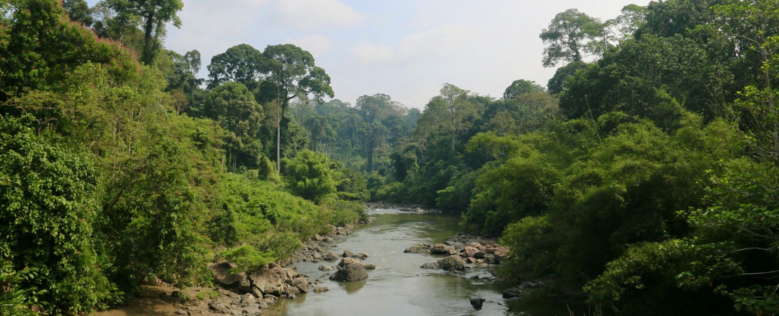 Borneo Polina Koroleva