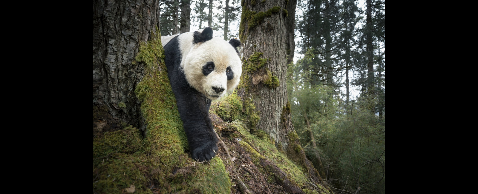 Mountain Resident of Wanglang (copyright) Rob G. Green, National Geographic Society, Henry Luce Foundation