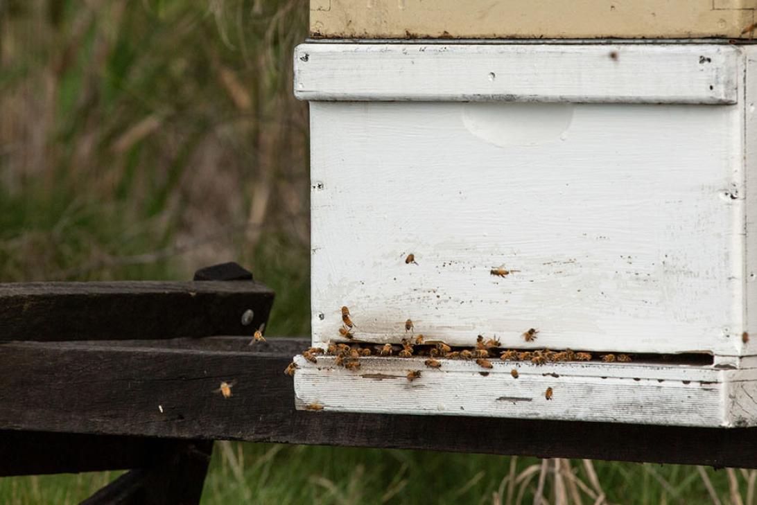 A white box (a beehive) with dozens of bees flying in and out