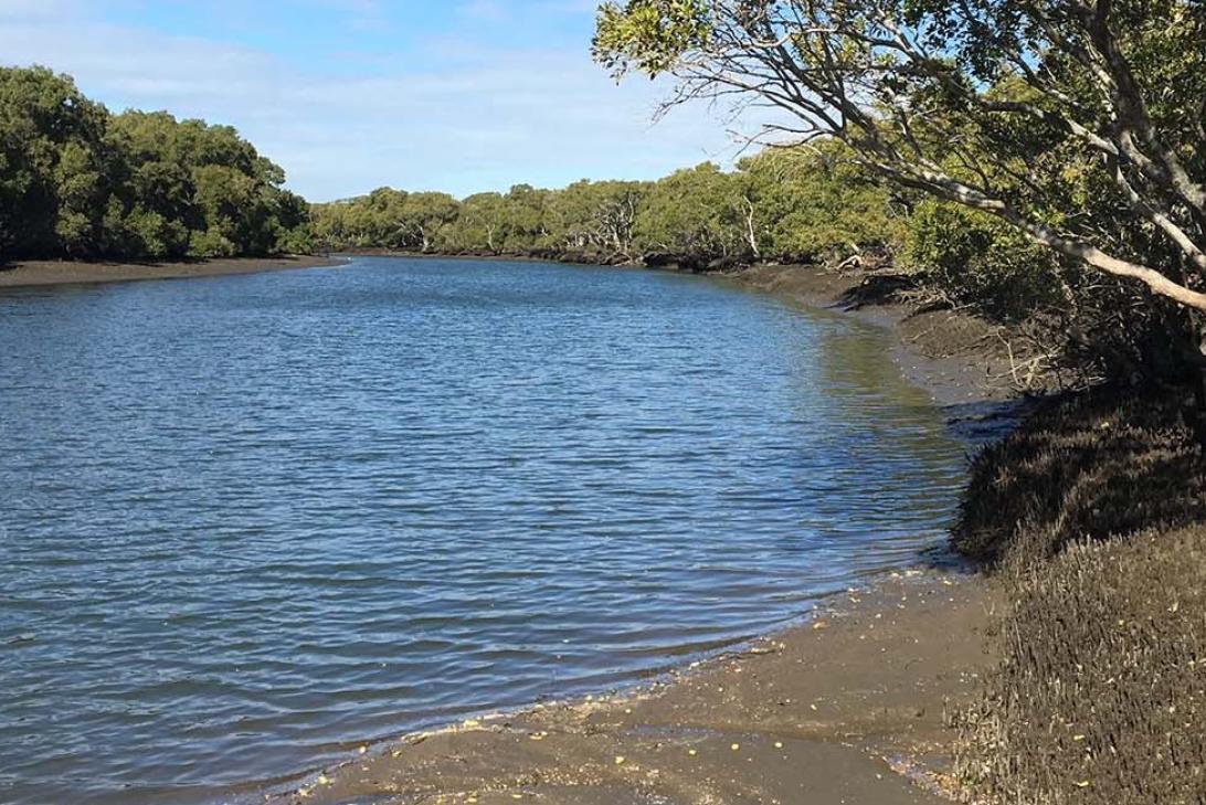 A creek running through mangroves 