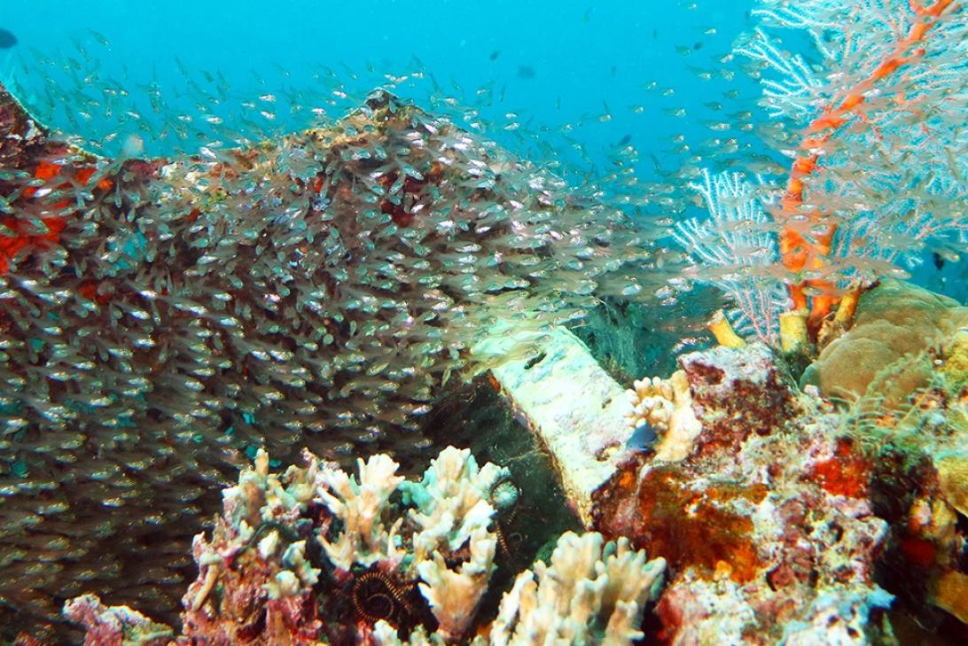 Diving in the Solomon Islands