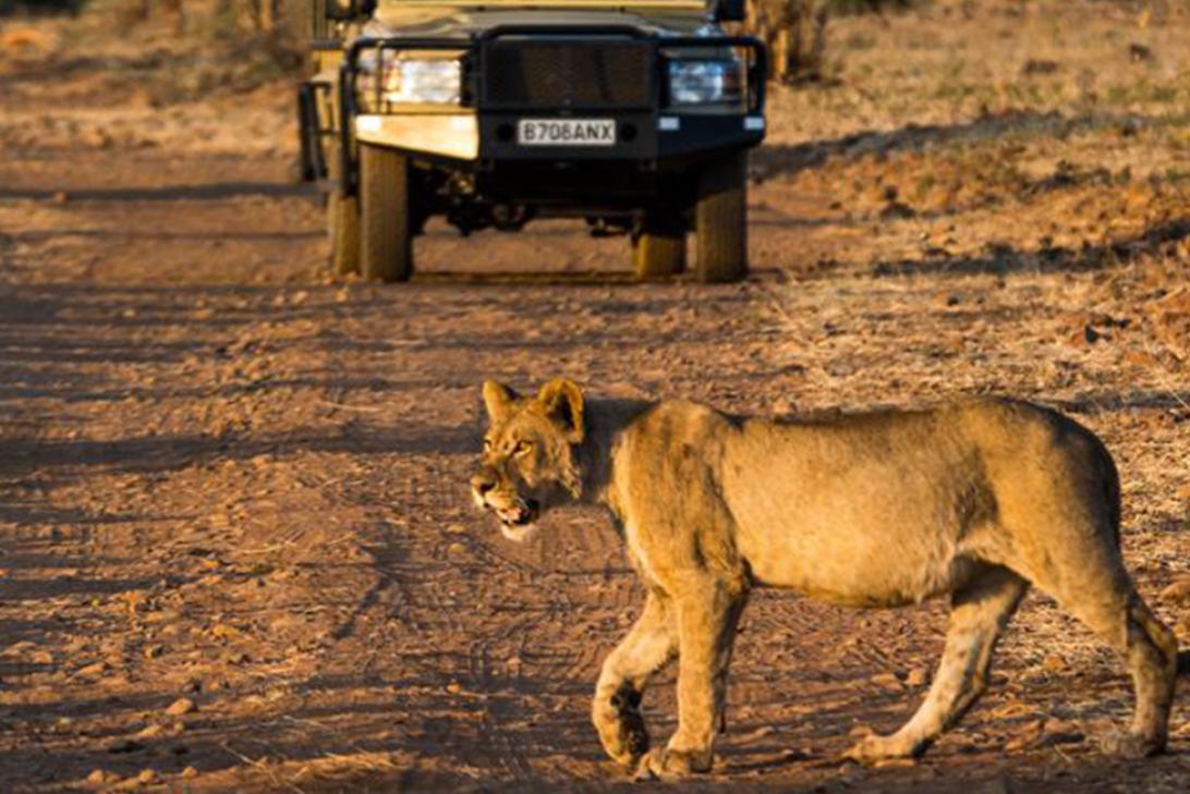 A game drive from Muchenje Safari Lodge