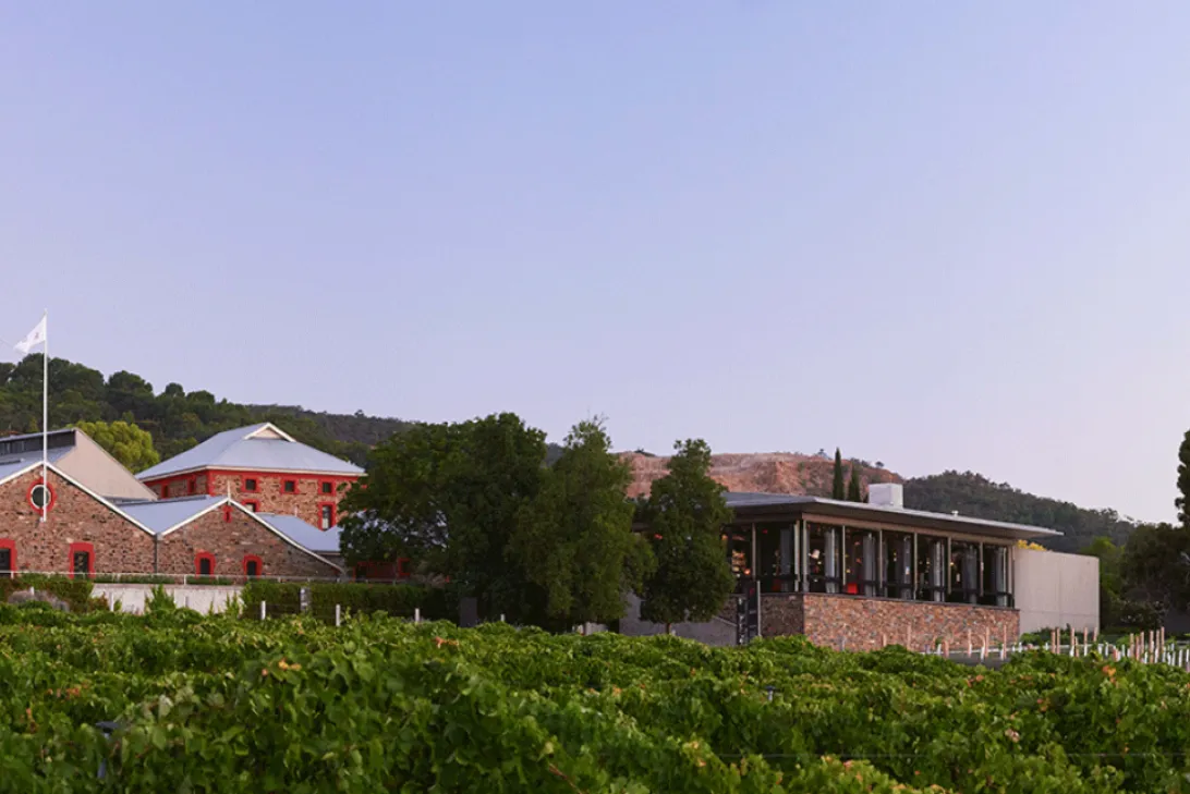 Vineyards of Penfolds Magill Estate