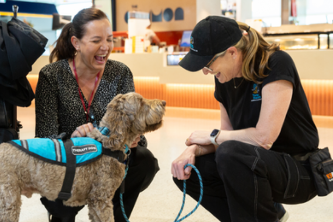 Therapy dog with handlers at Brisbane Airport